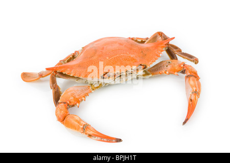 Blue Crab with white background Stock Photo