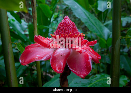 Torch Ginger, Senator Fong's Plantation Garden Stock Photo