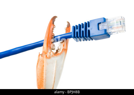 Crab Claw and Network Cable with white background Stock Photo