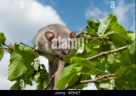 Edible Dormouse, Glis glis, Siebenschläfer, captive controlled, female climbing on apple tree, Germany, Baden-Württemberg Stock Photo