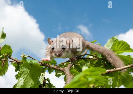 Edible Dormouse, Glis glis, Siebenschläfer, captive controlled, female climbing on apple tree, Germany, Baden-Württemberg Stock Photo