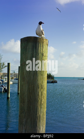 seagull on post at marina Stock Photo