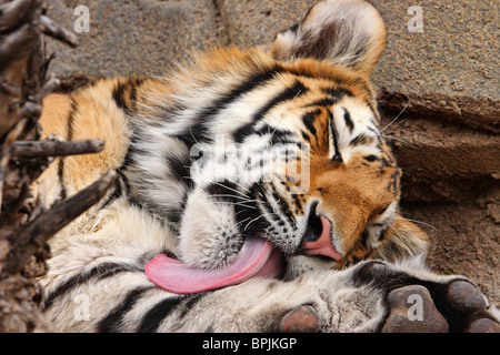 large siberian tiger licking and washing itself with tongue closeup in zoo Stock Photo
