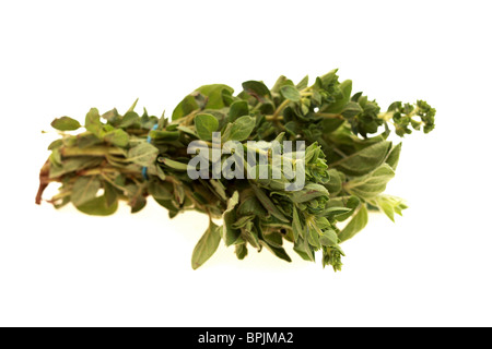 Fresh Healthy Bunch Of Oregano Cooking Herbs Against A White Background With A Clipping Path And No People Stock Photo