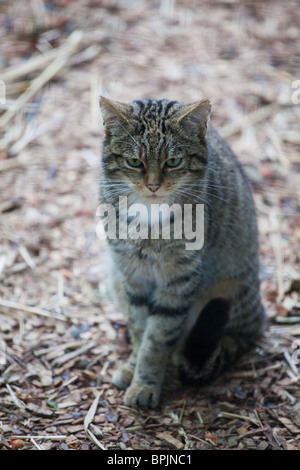 Scottish Wild Cat 'felis silvestris grampia' Stock Photo