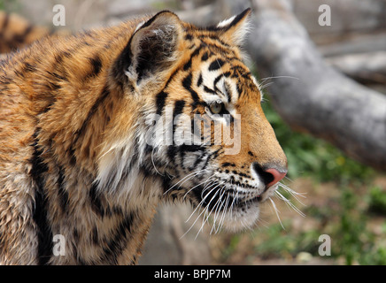 large tiger profile close-up staring ahead Stock Photo