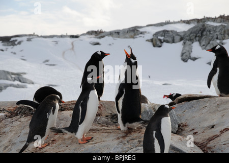 Gentoo penguins on Cuverville Island, Antarctica. Penguins recognize each other by the sound of their voices. Stock Photo