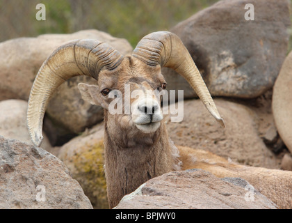 adult bighorn sheep ram in nature hiding in boulders and rocks looking toward camera Stock Photo