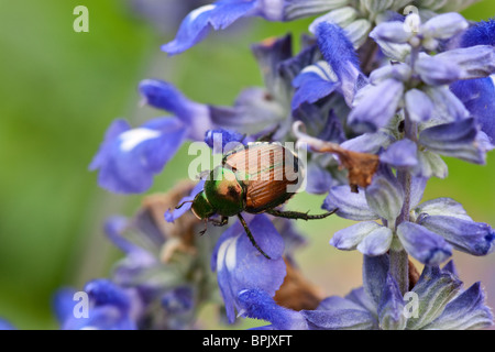 Invasive Japanese Beetle eating blue flower petals. Stock Photo