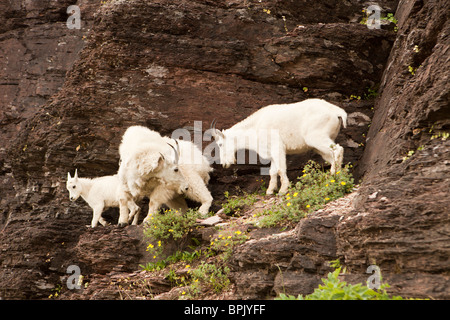 Family of Mountain Goats On Rock Ledge Stock Photo