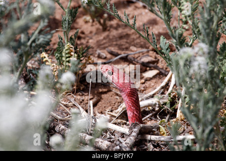 Red coachwhip or red racer (Masticophis flagellum), Southern Arizona Stock Photo