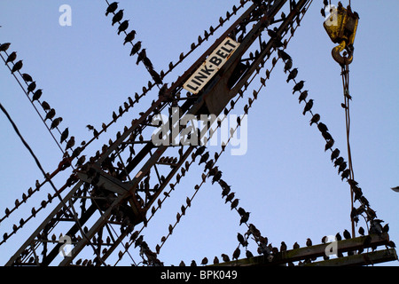 Birds, Starlings, group together in a flock on power lines. Stock Photo