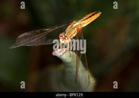 Female Violet Dropwing dragonfly complete catalogue shot Stock Photo