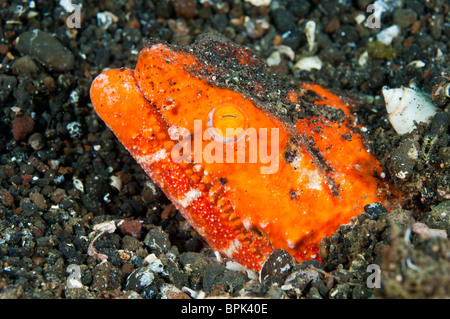 Crocodile snake eel, Lembeh Strait, Sulawesi, Indonesia. Stock Photo