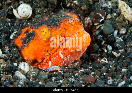 Crocodile snake eel, Lembeh Strait, Sulawesi, Indonesia. Stock Photo