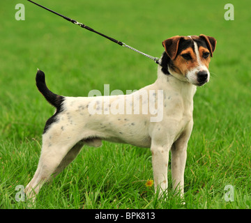 jack russell terrier Stock Photo