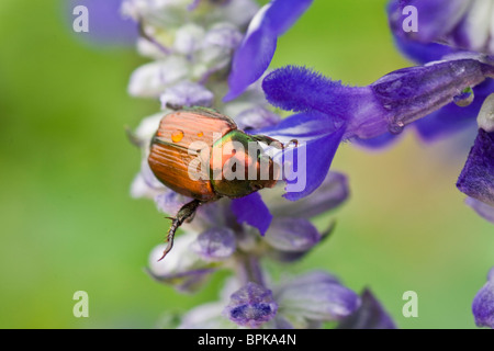 Invasive Japanese Beetle eating blue flower petals. Stock Photo