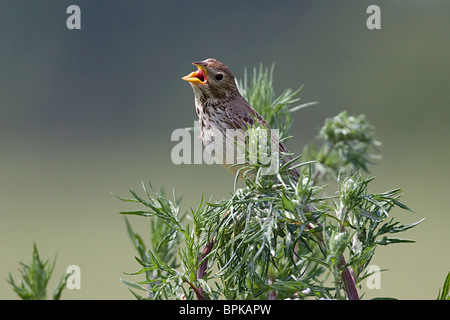 Corn Bunting Emberiza calandra singing Stock Photo