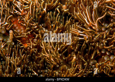 Branching Anemone in crevice on coral reef Stock Photo