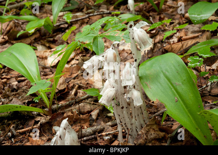 Indian Pipe, also called Ghost Plant, Monotropa uniflora. Common throughout Eastern Forests Stock Photo