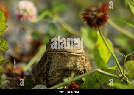 Mr Toad Stock Photo