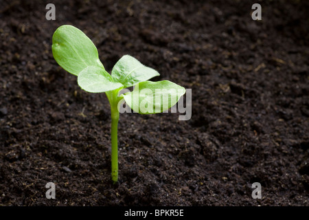 Seedling emerging from soil. Shallow depth of field with space for copy. Stock Photo