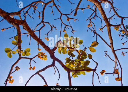 Tree branches during winter season in Brazil Stock Photo