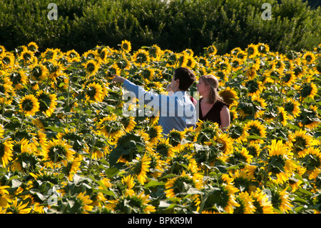 Young couple on sunflower field. Stock Photo