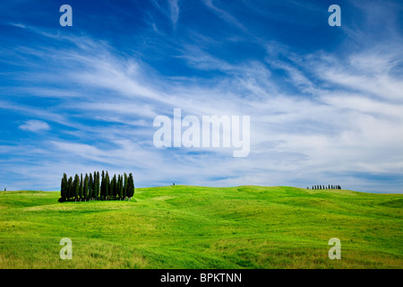 Grove of Cypress trees in fields of wheat and wildflowers near San Quirico, Tuscany Italy Stock Photo