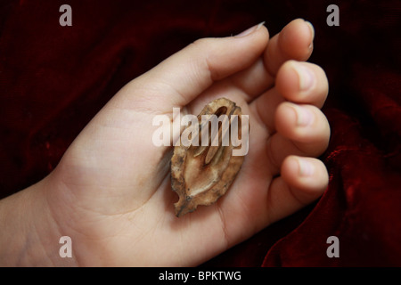 A child's hand holding a walnut with a heart shape inside. Stock Photo