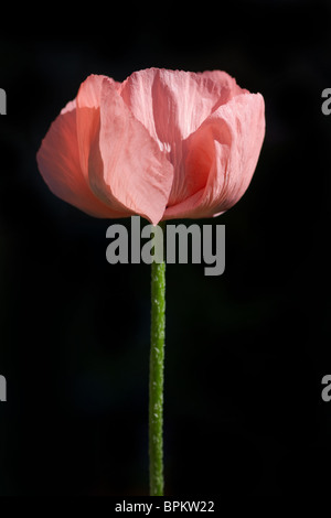 Red Poppy isolated on a black background Stock Photo