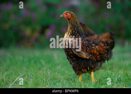 A female gold laced wyandotte Bantam (fowl) Stock Photo