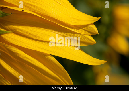Sunflower field, NY State USA Stock Photo - Alamy