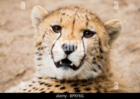 Snarling Cheetah 1 Stock Photo