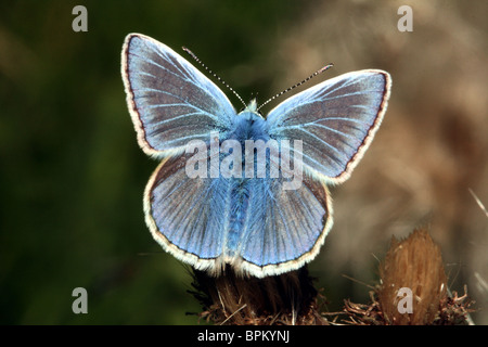 Common Blue Butterfly Polyommatus icarus Family Lycaenidae Stock Photo