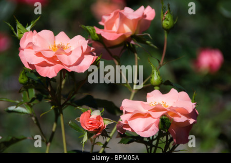 Beautiful peach colored roses on display at the Olympia Rose Society  Centennial Garden in Tumwater, Washington. Stock Photo