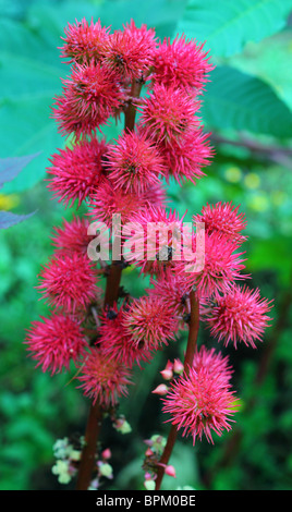 castor oil plant Stock Photo - Alamy