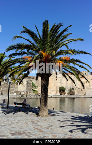 Collioure castle near Perpignan,Pyrenees-Oriental,France Stock Photo