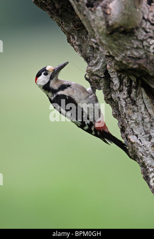 Syrian Woodpecker /Dendrocopos syriacus/, male, Bulgaria Stock Photo