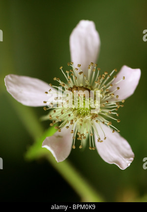 Raspberry Beetle, Byturus tomentosus, Coleoptera, on Bramble Flower Stock Photo