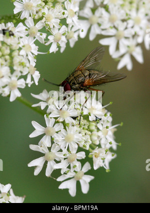Blood Sucking Fly, Helina depuncta, Muscidae, Diptera Stock Photo