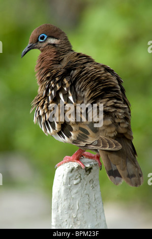 Ecuador, Galapagos. Espanoloa (aka Hood), Punta Suarez. Galapagos Dove (WILD:Zenaida galapagoensis, endemic) Stock Photo