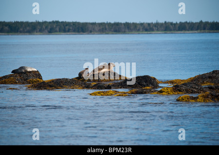 Harbour seals basking on rocks