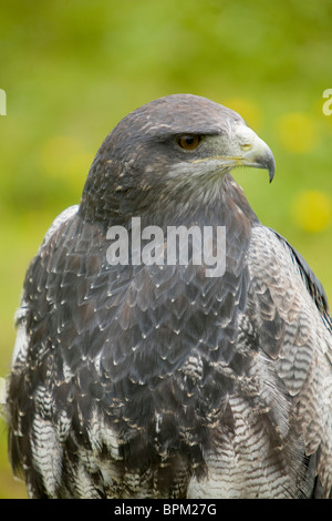 South America, Ecuador, Parque Condor, Black Hawk Eagle (Spizaetus ...