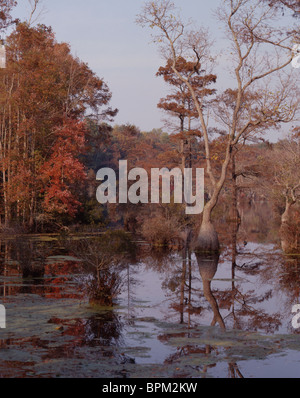 Merchants Mill Pond State Park, NC Stock Photo