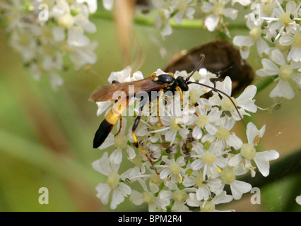 Ichneumon Wasp, Amblyteles armatorius, Ichneumonini, Ichneumonidae, Ichneumonoidea, Apocrita, Hymenoptera Stock Photo