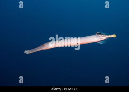 Trumpetfish (Aulostomus chinensis) off of Wolf Island, Galapagos Islands, Ecuador. Stock Photo