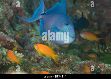 Blue triggerfish, Pseudobalistes fuscus, in Ari Atoll, Maldives, Indian Ocean. Stock Photo