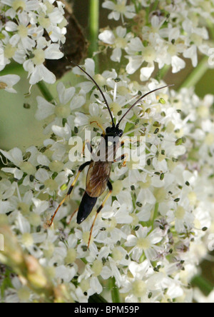 Ichneumon Wasp, Amblyteles armatorius, Ichneumonini, Ichneumonidae, Ichneumonoidea, Apocrita, Hymenoptera Stock Photo