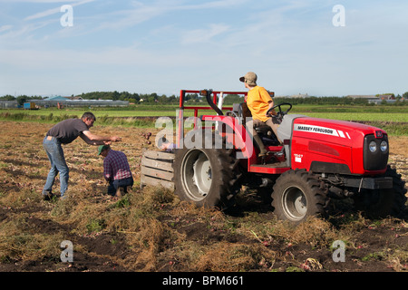 Collecting and Picking Onions at Mere Brow, Hesketh Bank, Southport, West Lancashire, uk Stock Photo